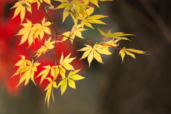 鑁阿寺・紅葉の頃♪10