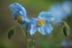 ヒマラヤの青いケシ♪3