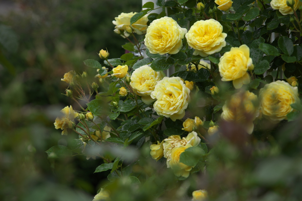 雨の日の薔薇♪9