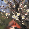 神社の梅♪4