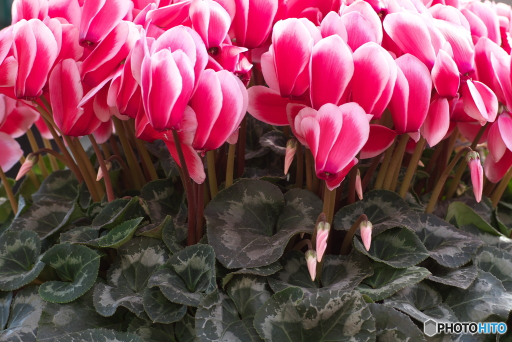 元気な冬の花♪