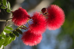 楽しい温室Ⅱ♪5