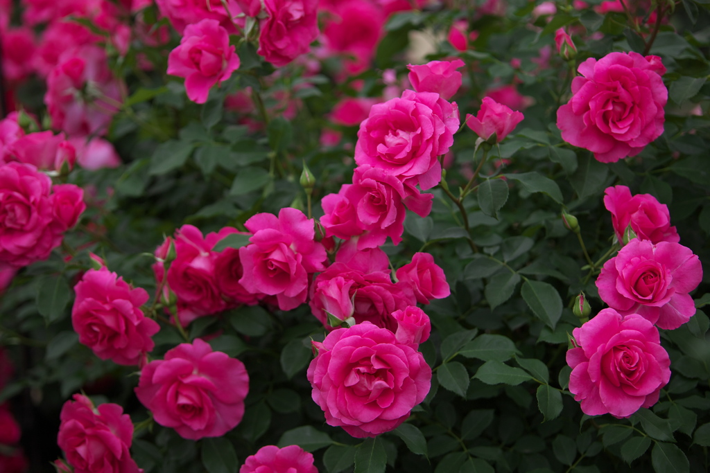 春の薔薇・あしかがフラワーパーク♪14