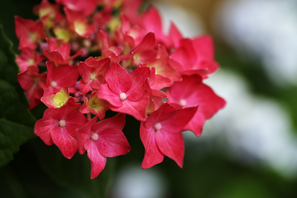 ほほえみの紫陽花♪1