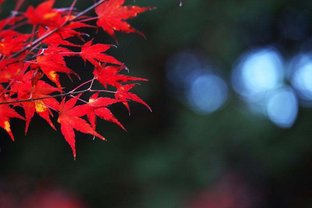 渓流沿いの華♪7