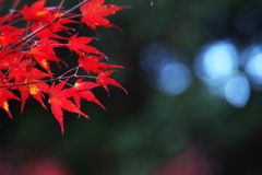 渓流沿いの華♪7