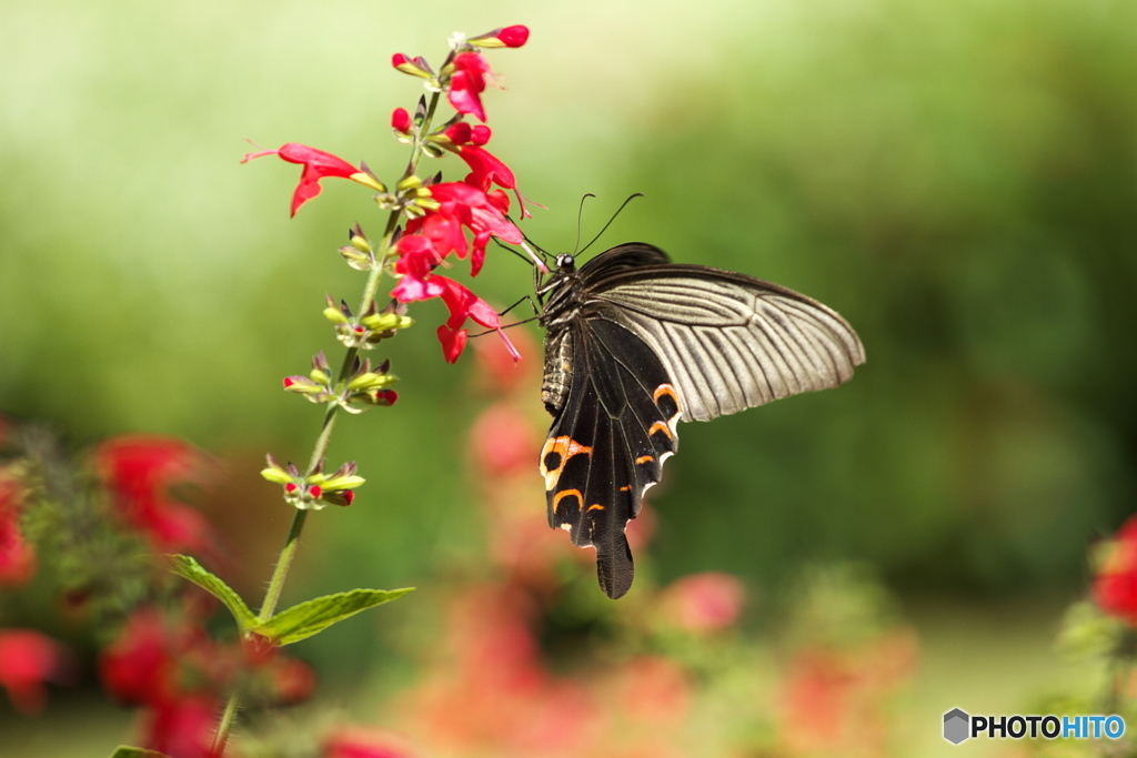 秋のフラワーパーク