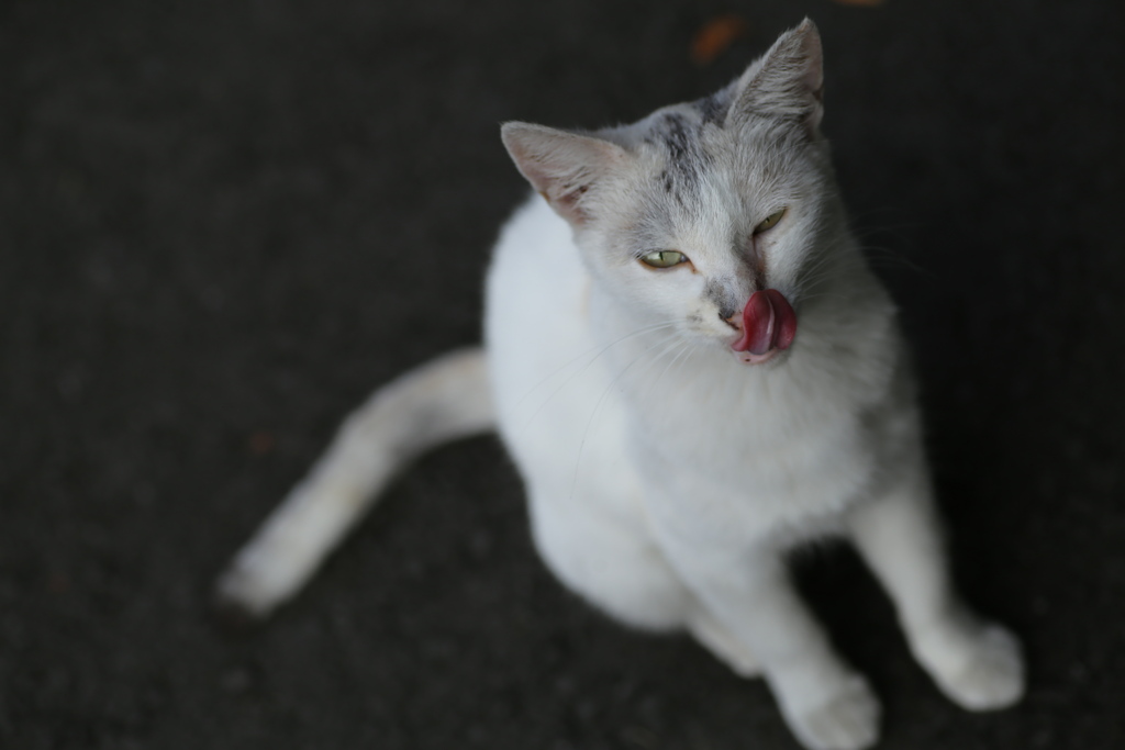 ある日の猫ちゃん♪3