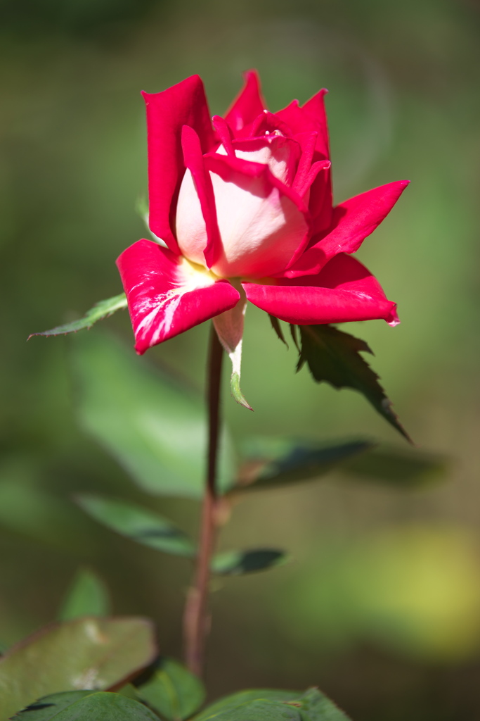 秋の薔薇・井頭公園♪3