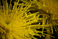 紅葉の頃・太平山♪4