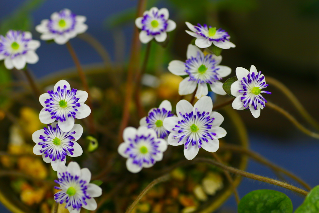 ちっちゃな雪割草♪７