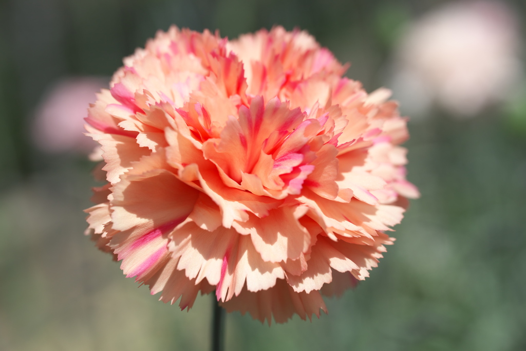 微笑みの花たち♪9