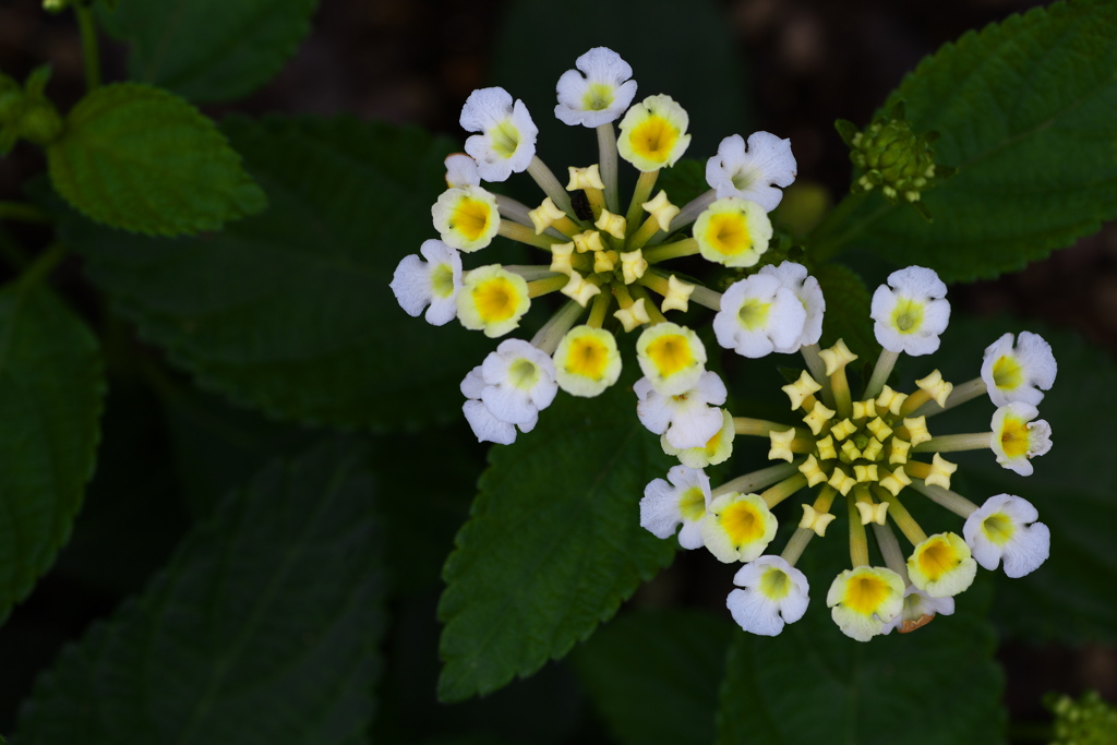 フラワーパークの夏♪2
