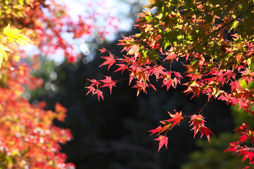 桐生川沿いの紅葉♪1