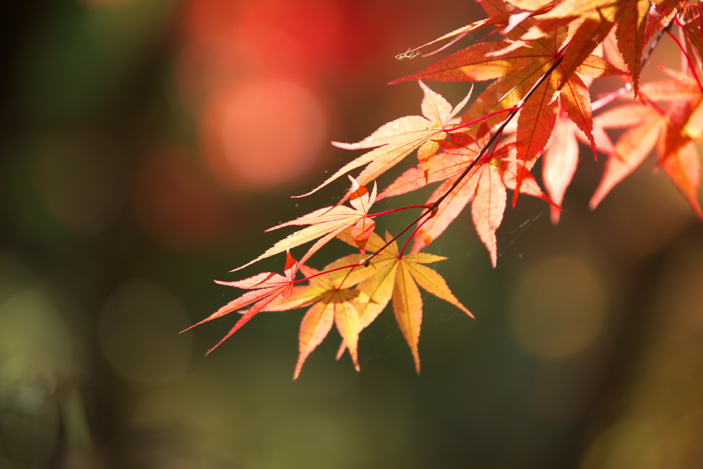 紅葉日光・逍遥園♪5