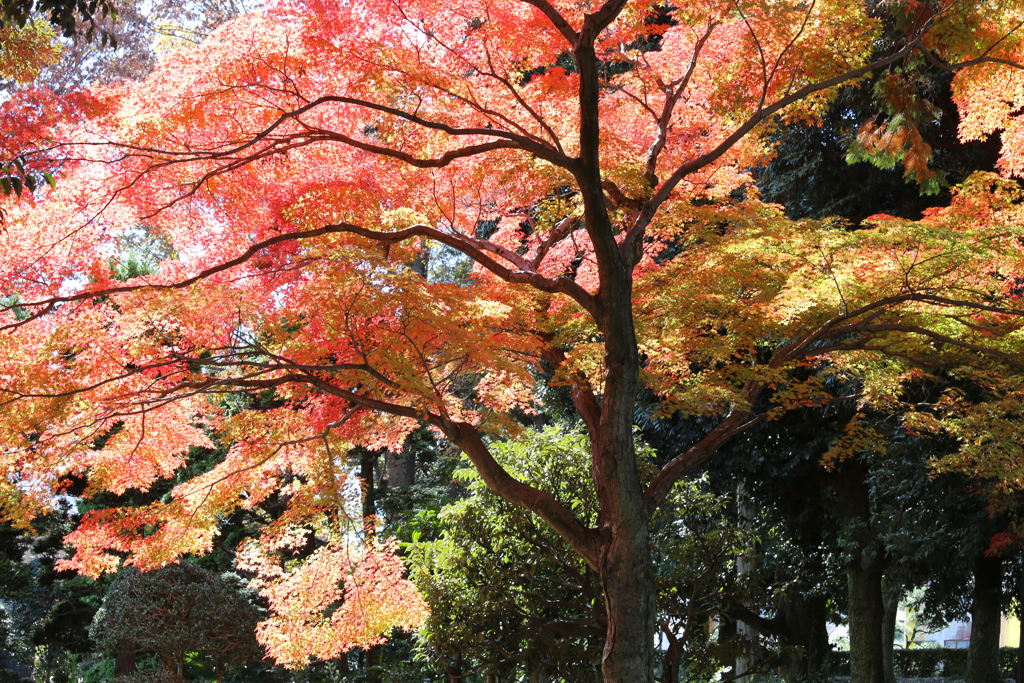 鑁阿寺の秋♪７
