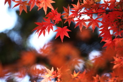紅葉の頃・富弘美術館♪6
