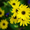 花センターの秋♪10