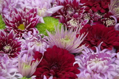 新春のマム（菊）3