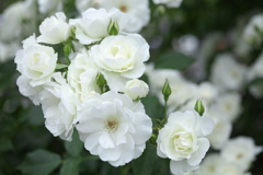 薔薇の微笑み♪9
