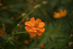 キバナコスモス