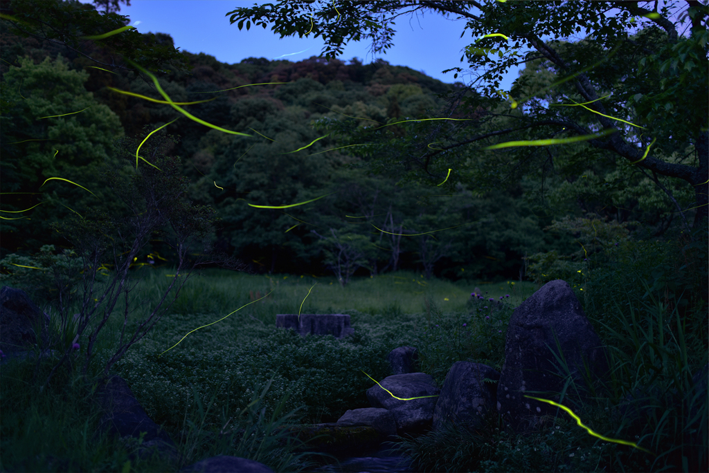 一つ目神社のゲンジボタル