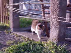 野良猫