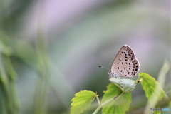 シジミチョウ