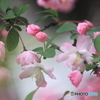 春の舞い