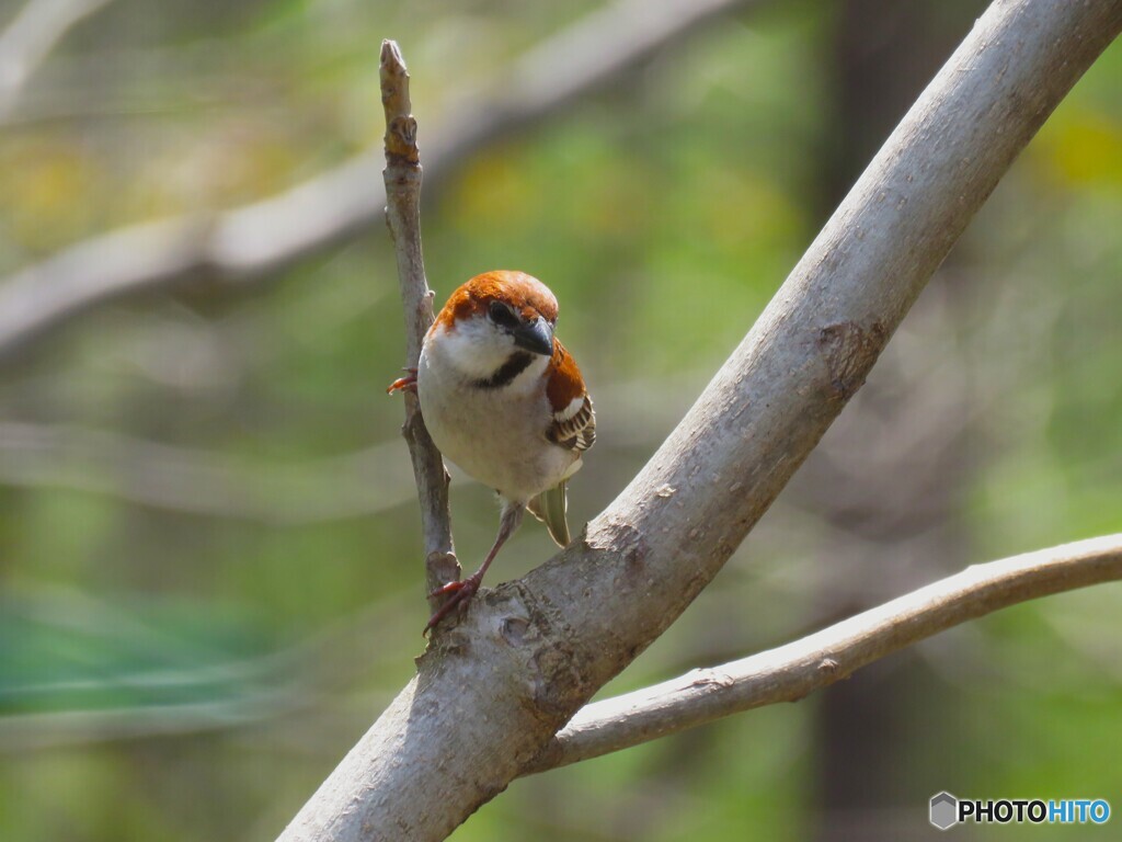 ニュウナイスズメ