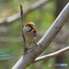 ニュウナイスズメ