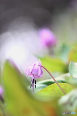 春の日差し