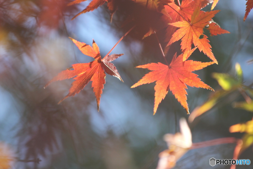 紅葉