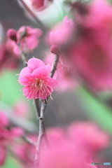紅梅