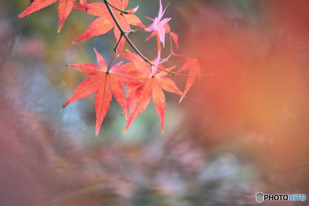 紅葉