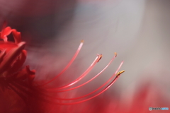 蕊