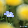 花一輪...
