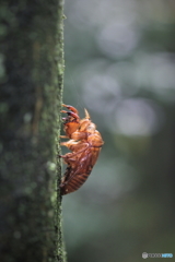 夏の痕跡