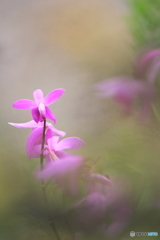 In the dream