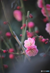 紅梅