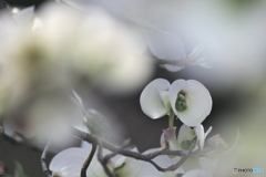 花水木 花水木