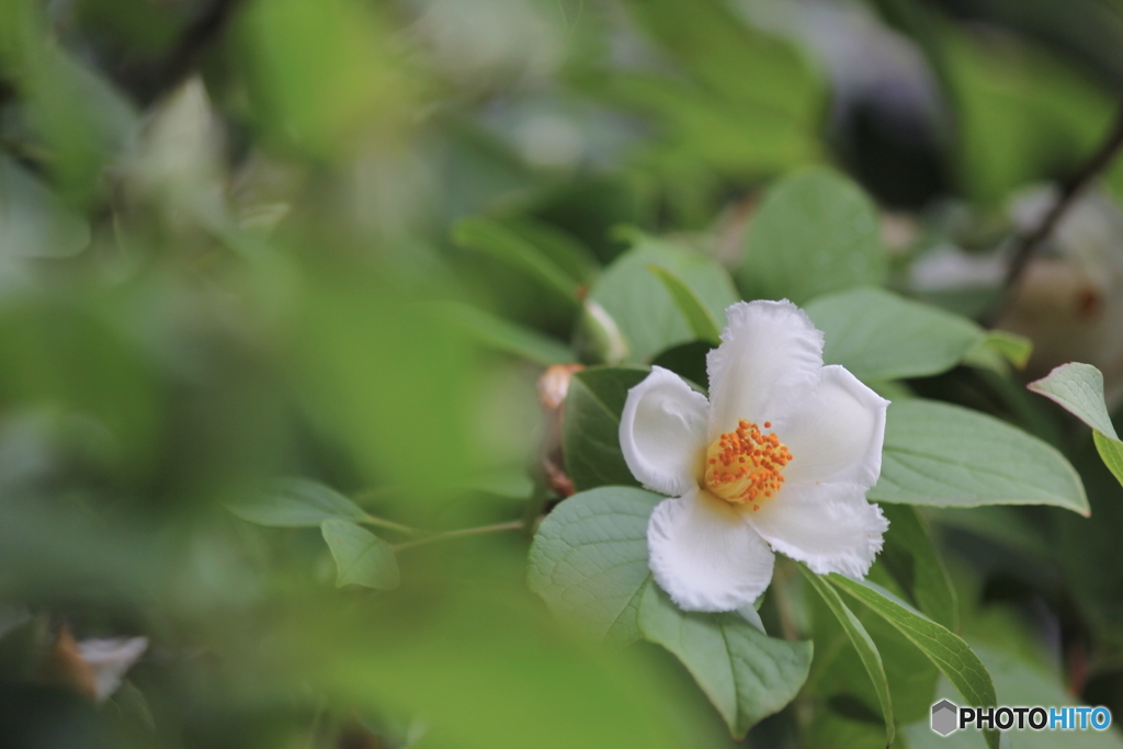 夏椿
