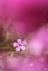 花、一輪、、