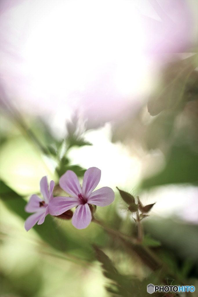 花のある風景
