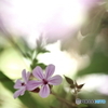 花のある風景