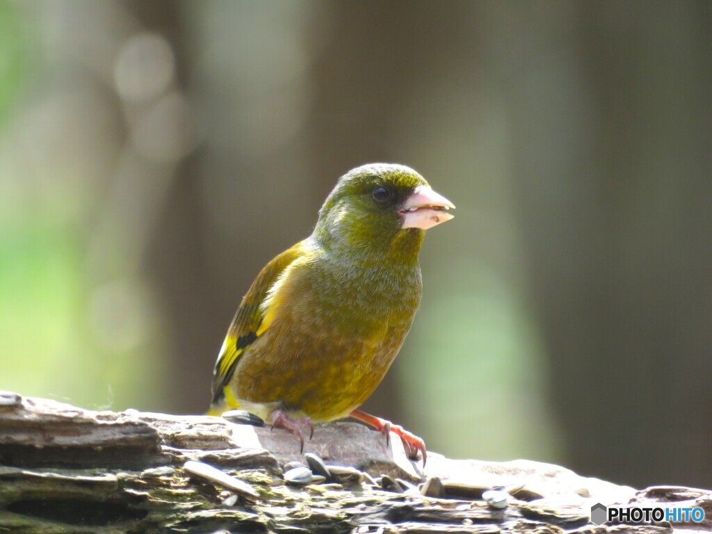 カワラヒワ