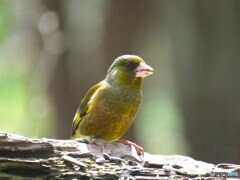カワラヒワ