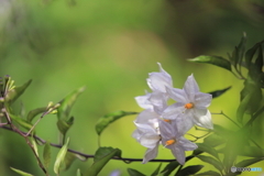 初夏の妖精