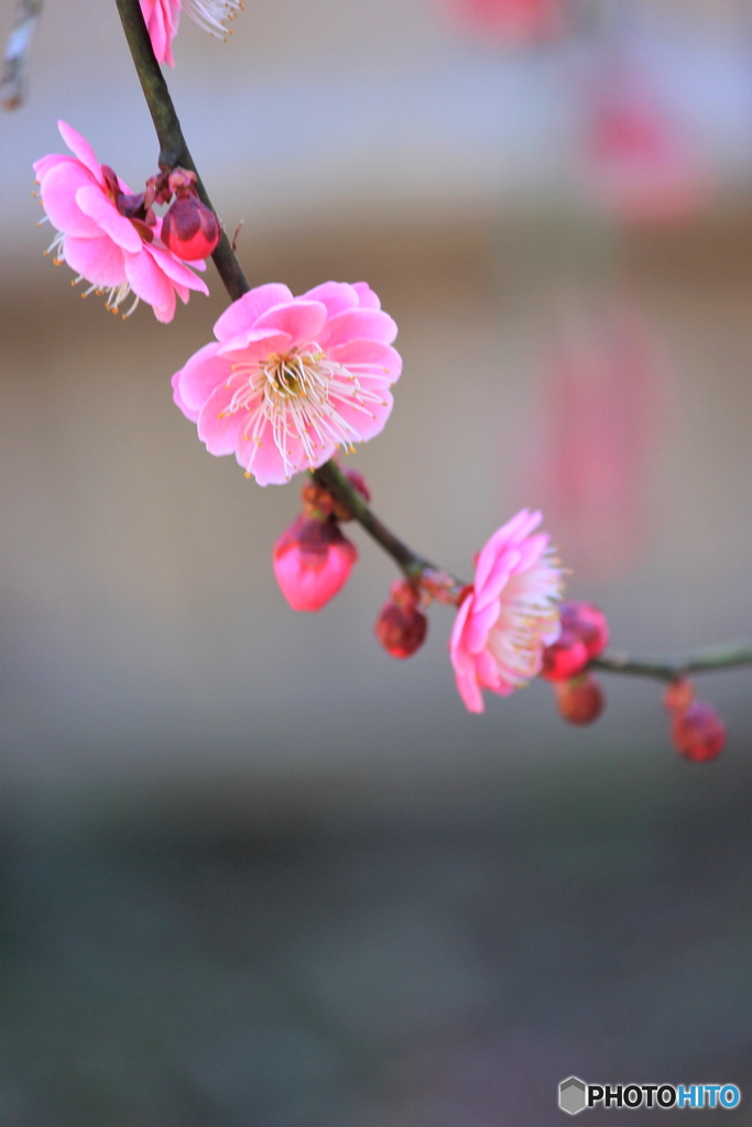 花、一輪、、