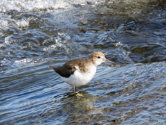 野鳥